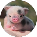 linda ornowski profile picture