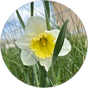 Susan Hascall profile picture